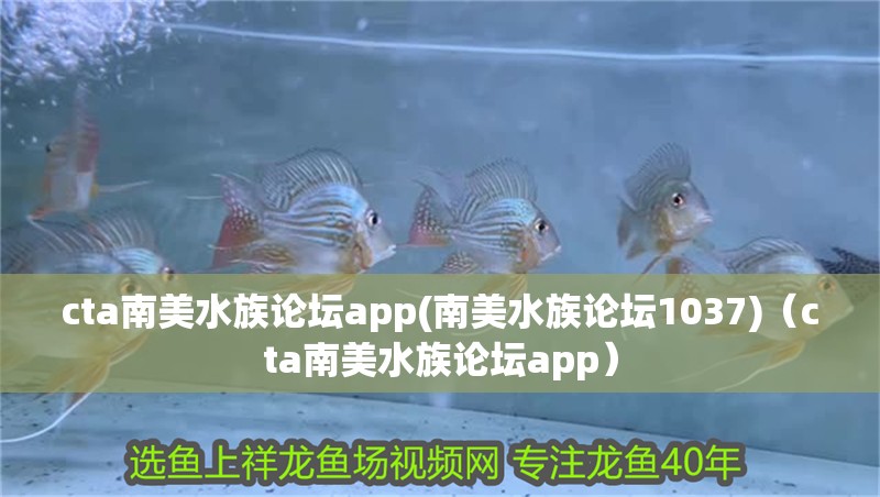 cta<strong><mark>南美水族</mark></strong>論壇app(<strong><mark>南美水族</mark></strong>論壇1037)（cta<strong><mark>南美水族</mark></strong>論壇app）