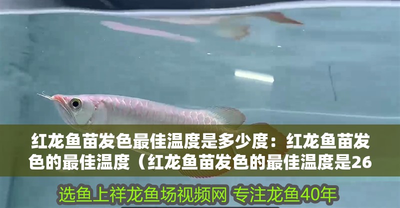 紅龍魚苗發(fā)色最佳溫度是多少度：紅龍魚苗發(fā)色的最佳溫度（紅龍魚苗發(fā)色的最佳溫度是26-28攝氏度）