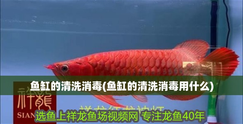魚缸的清洗消毒(魚缸的清洗消毒用什么)