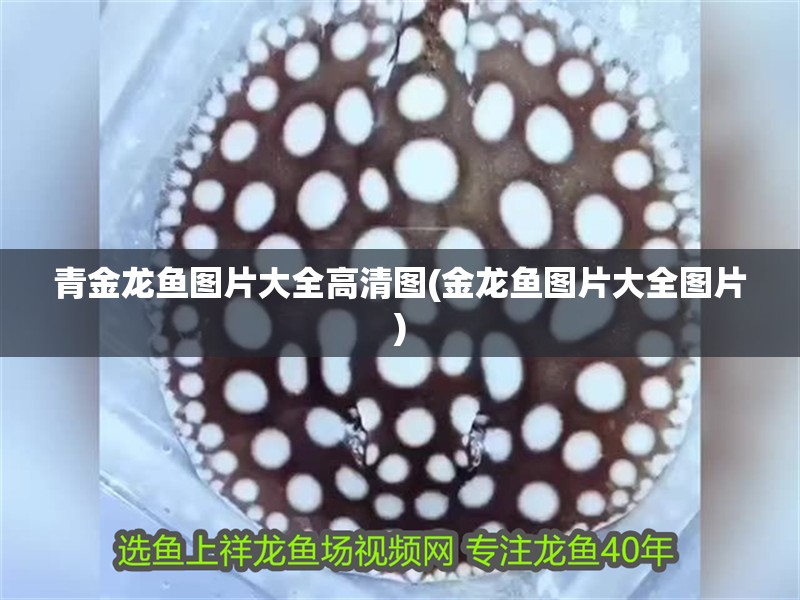 青金龍魚圖片大全高清圖(金龍魚圖片大全圖片)