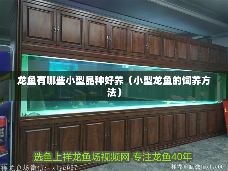 龍魚有哪些小型品種好養(yǎng)（小型龍魚的飼養(yǎng)方法）