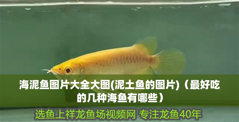 海泥魚圖片大全大圖(泥土魚的圖片)（最好吃的幾種海魚有哪些）