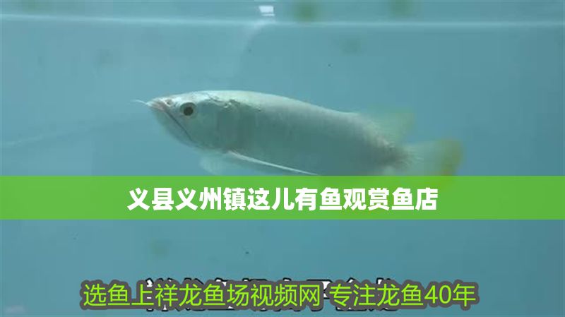 義縣義州鎮這兒有魚觀賞魚店