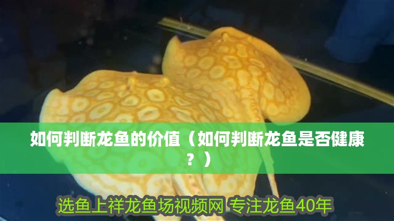 如何判斷龍魚的價(jià)值（如何判斷龍魚是否健康？）