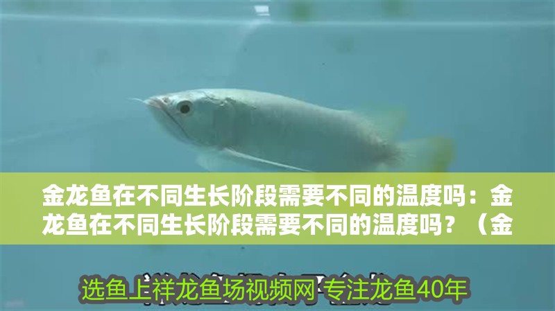 金龍魚(yú)在不同生長(zhǎng)階段需要不同的溫度嗎：金龍魚(yú)在不同生長(zhǎng)階段需要不同的溫度嗎？（金龍魚(yú)在不同生長(zhǎng)階段對(duì)水溫的要求）