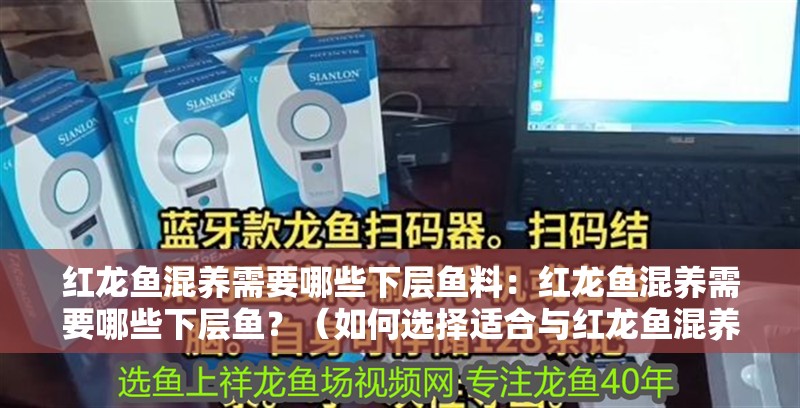 紅龍魚混養需要哪些下層魚料：紅龍魚混養需要哪些下層魚？（如何選擇適合與紅龍魚混養的下層魚）