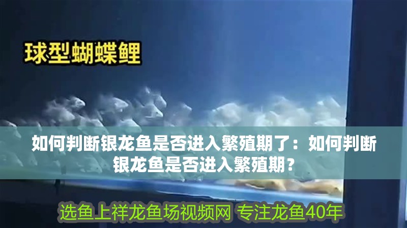 如何判斷銀龍魚是否進入繁殖期了：如何判斷銀龍魚是否進入繁殖期？