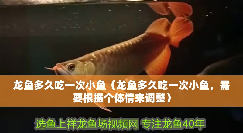 龍魚多久吃一次小魚（龍魚多久吃一次小魚，需要根據個體情來調整）