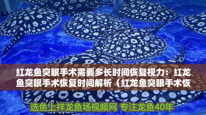 紅龍魚突眼手術(shù)需要多長(zhǎng)時(shí)間恢復(fù)視力：紅龍魚突眼手術(shù)恢復(fù)時(shí)間解析（紅龍魚突眼手術(shù)恢復(fù)時(shí)間解析：紅龍魚突眼手術(shù)恢復(fù)時(shí)間）