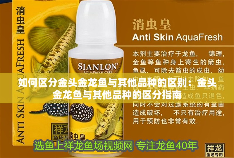 如何區分金頭金龍魚與其他品種的區別：金頭金龍魚與其他品種的區分指南 如何區分金頭金龍魚與其他品種的區別：金頭金龍魚與其他品種的區分指南 水族問答