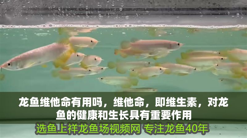 龍魚維他命有用嗎，維他命，即維生素，對龍魚的健康和生長具有重要作用