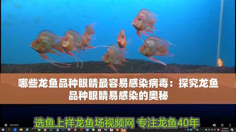 哪些龍魚品種眼睛最容易感染病毒：探究龍魚品種眼睛易感染的奧秘