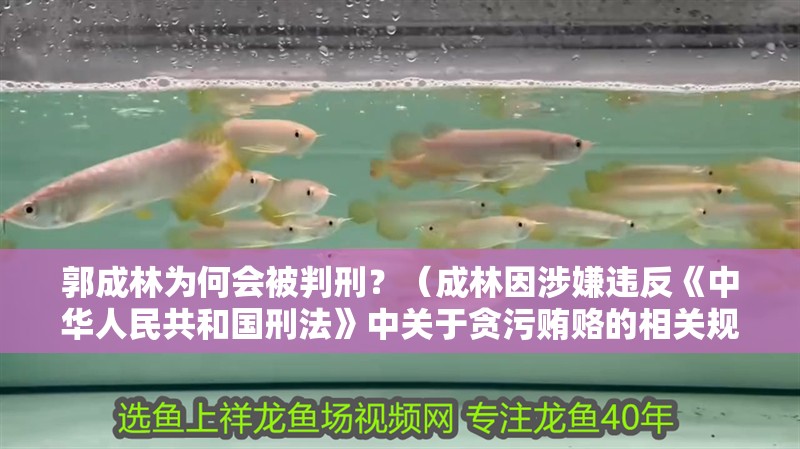 郭成林為何會被判刑？（成林因涉嫌違反《中華人民<strong><mark>共和</mark></strong>國刑法》中關于貪污賄賂的相關規定）