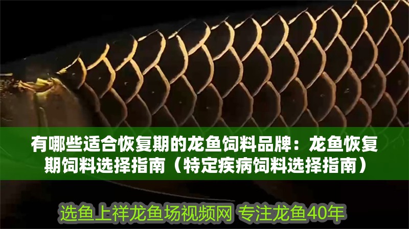 有哪些適合恢復期的龍魚飼料品牌：龍魚恢復期飼料選擇指南（特定疾病飼料選擇指南）