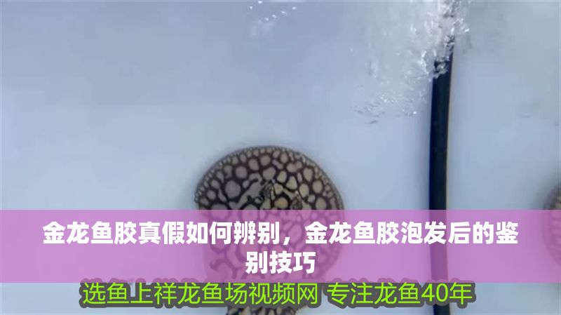 金龍魚膠真假如何辨別，金龍魚膠泡發后的鑒別技巧
