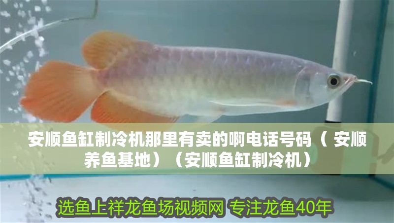 安順魚(yú)缸制冷機(jī)那里有賣(mài)的啊電話號(hào)碼（ 安順養(yǎng)魚(yú)基地）（安順魚(yú)缸制冷機(jī)）