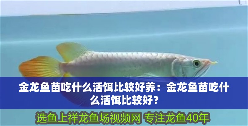 金龍魚苗吃什么活餌比較好養(yǎng)：金龍魚苗吃什么活餌比較好？