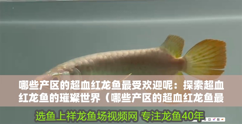 哪些產區的超血紅龍魚最受歡迎呢：探索超血紅龍魚的璀璨世界（哪些產區的超血紅龍魚最受歡迎呢？）