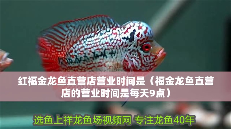 紅福金龍魚直營(yíng)店?duì)I業(yè)時(shí)間是（福金龍魚直營(yíng)店的營(yíng)業(yè)時(shí)間是每天9點(diǎn)）