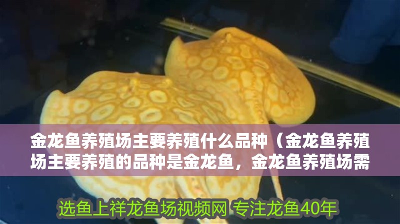 金龍魚養殖場主要養殖什么品種（金龍魚養殖場主要養殖的品種是金龍魚，金龍魚養殖場需求）