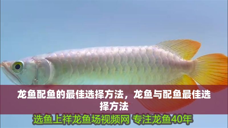 龍魚配魚的最佳選擇方法，龍魚與配魚最佳選擇方法