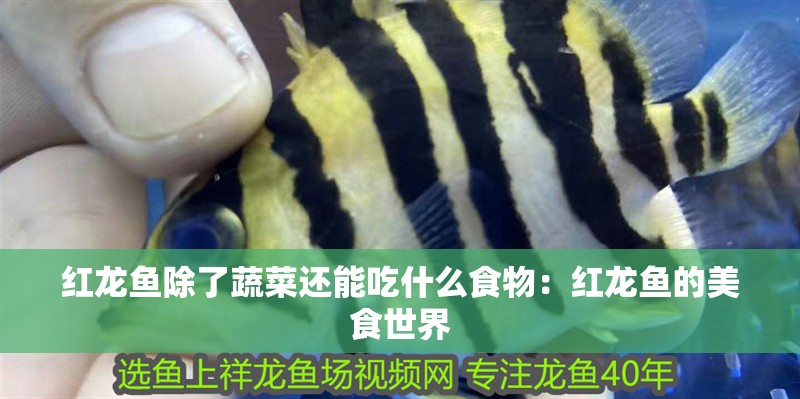 紅龍魚除了蔬菜還能吃什么食物：紅龍魚的美食世界