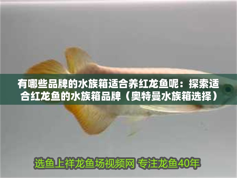 有哪些品牌的水族箱適合養(yǎng)紅龍魚呢：探索適合紅龍魚的水族箱品牌（奧特曼水族箱選擇）