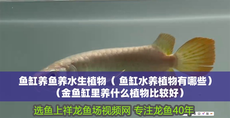 魚缸養魚養水生植物（ 魚缸水養植物有哪些）（金魚缸里養什么植物比較好）