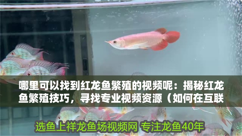 哪里可以找到紅龍魚繁殖的視頻呢：揭秘紅龍魚繁殖技巧，尋找專業視頻資源（如何在互聯網上找到關于紅龍魚繁殖的專業視頻資源）