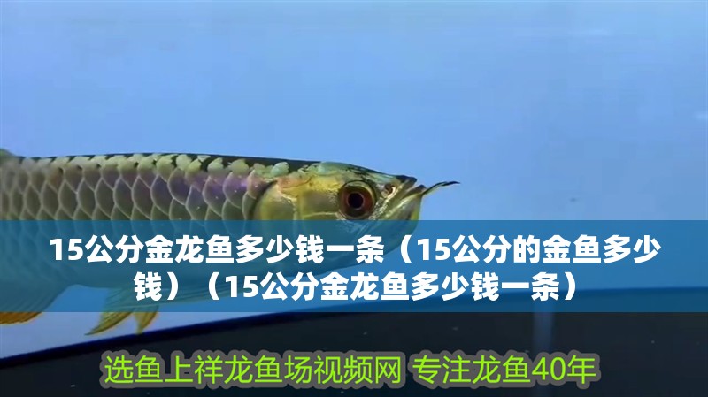 15公分金龍魚多少錢一條（15公分的金魚多少錢）（15公分金龍魚多少錢一條） 15公分金龍魚多少錢一條（15公分的金魚多少錢）（15公分金龍魚多少錢一條） 觀賞魚百科