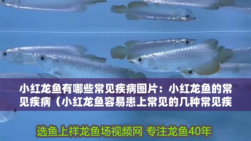小紅龍魚有哪些常見疾病圖片：小紅龍魚的常見疾病（小紅龍魚容易患上常見的幾種常見疾病及其預防措施）