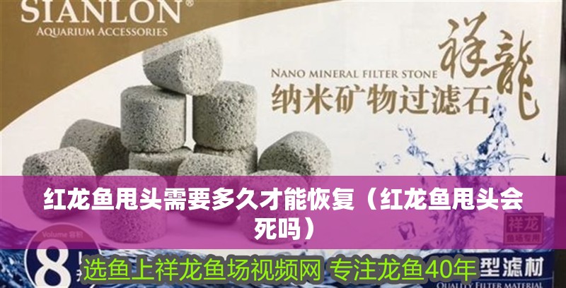 紅龍魚甩頭需要多久才能恢復（紅龍魚甩頭會死嗎）