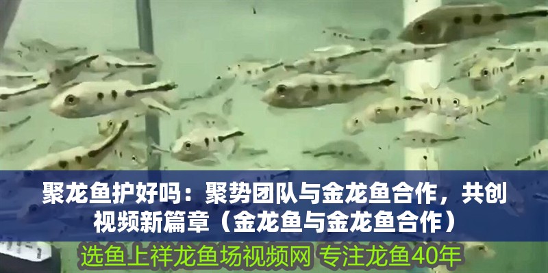聚龍魚護好嗎：聚勢團隊與金龍魚<strong><mark>合作</mark></strong>，共創(chuàng)視頻新篇章（金龍魚與金龍魚<strong><mark>合作</mark></strong>）