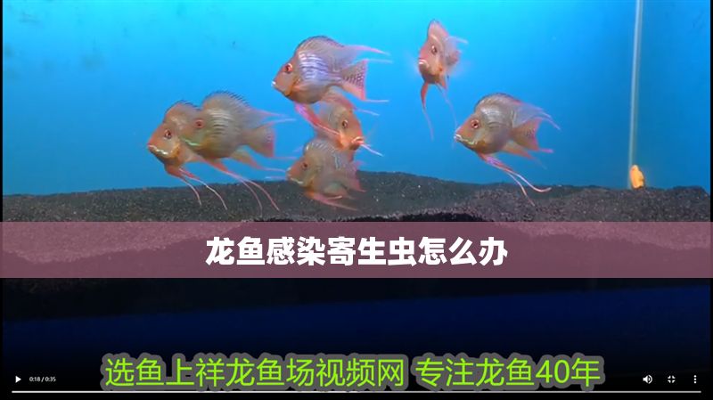 龍魚感染寄生蟲怎么辦