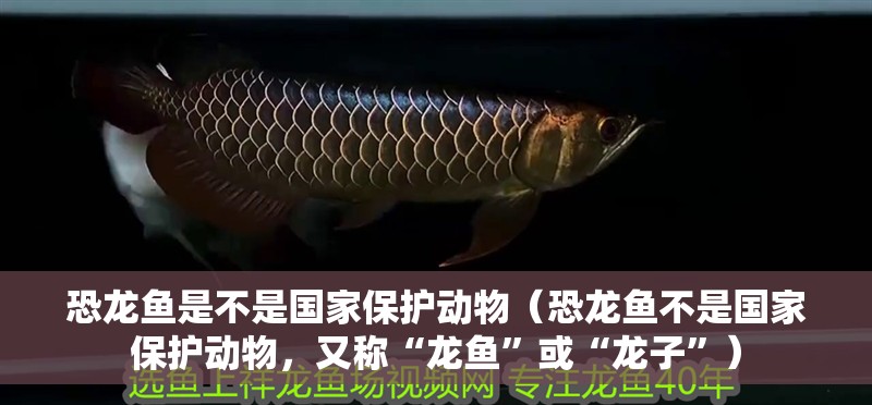 恐龍魚是不是國家保護動物（恐龍魚不是國家保護動物，又稱“龍魚”或“龍子”）