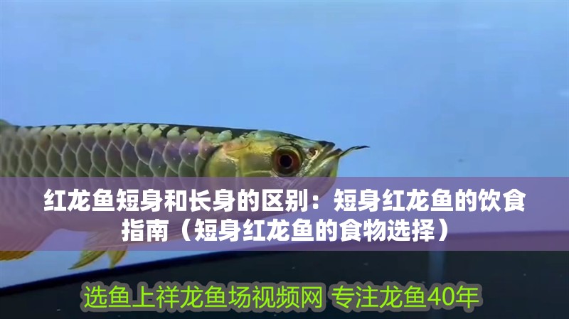 紅龍魚短身和長身的區別：短身紅龍魚的飲食指南（短身紅龍魚的食物選擇）