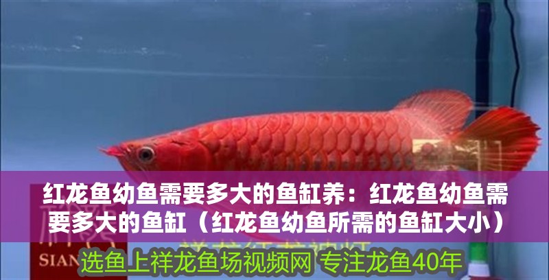 紅龍魚幼魚需要多大的魚缸養：紅龍魚幼魚需要多大的魚缸（紅龍魚幼魚所需的魚缸大小） 紅龍魚幼魚需要多大的魚缸養：紅龍魚幼魚需要多大的魚缸（紅龍魚幼魚所需的魚缸大小） 水族問答
