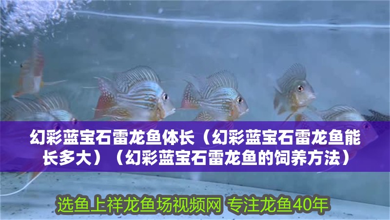 幻彩藍寶石雷龍魚體長（幻彩藍寶石雷龍魚能長多大）（幻彩藍寶石雷龍魚的飼養方法）
