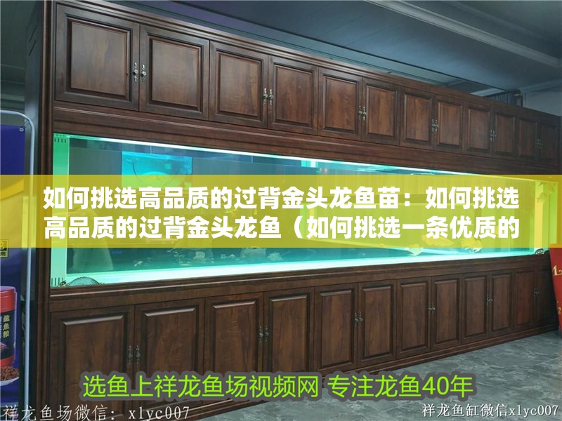 如何挑選高品質的過背金頭龍魚苗：如何挑選高品質的過背金頭龍魚（如何挑選一條優質的過背金頭龍魚）