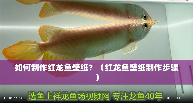 如何制作紅龍魚壁紙？（紅龍魚壁紙制作步驟）