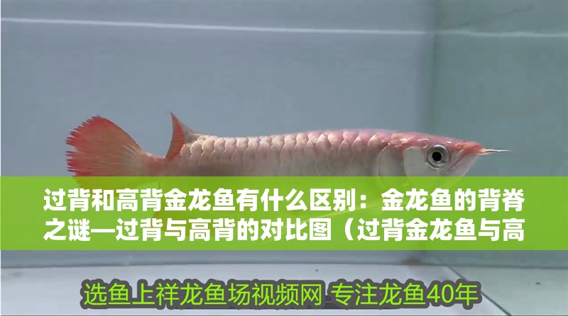 過背和高背金龍魚有什么區別：金龍魚的背脊之謎—過背與高背的對比圖（過背金龍魚與高背金龍魚的區別）