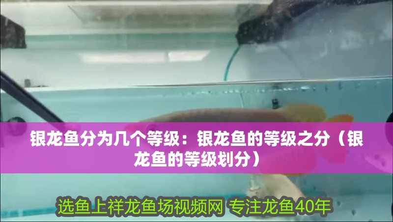 銀龍魚分為幾個等級：銀龍魚的等級之分（銀龍魚的等級劃分）