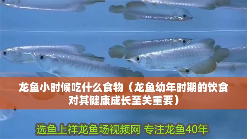 龍魚小時候吃什么食物（龍魚幼年時期的飲食對其健康成長至關重要）
