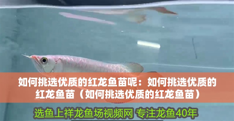 如何挑選優質的紅龍魚苗呢：如何挑選優質的紅龍魚苗（如何挑選優質的紅龍魚苗）