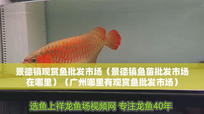 景德鎮(zhèn)觀賞魚批發(fā)市場（景德鎮(zhèn)魚苗批發(fā)市場在哪里）（廣州哪里有觀賞魚批發(fā)市場）