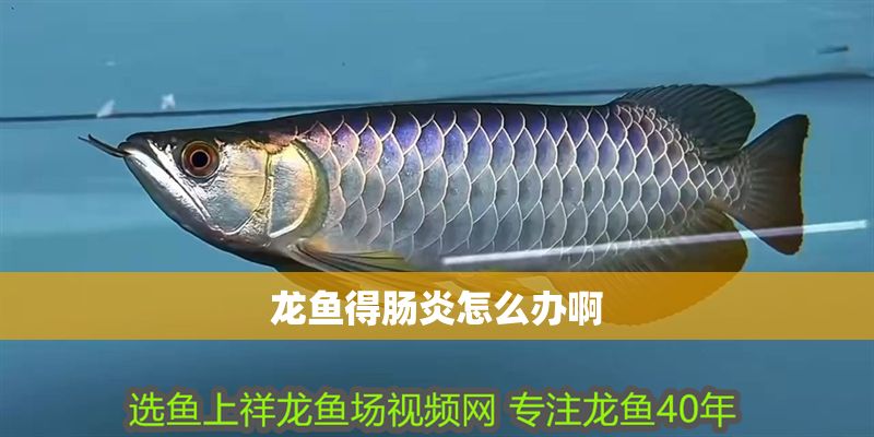 龍魚得腸炎怎么辦啊 龍魚得腸炎怎么辦啊 龍魚百科 第2張