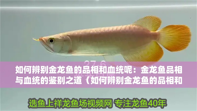 如何辨別金龍魚的品相和血統呢：金龍魚品相與血統的鑒別之道（如何辨別金龍魚的品相和血統）