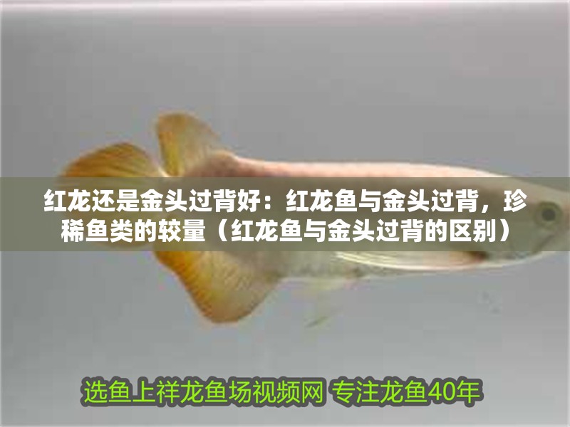 紅龍還是金頭過(guò)背好：紅龍魚(yú)與金頭過(guò)背，珍稀魚(yú)類(lèi)的較量（紅龍魚(yú)與金頭過(guò)背的區(qū)別）