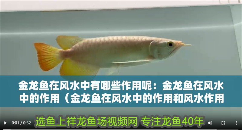 金龍魚在風水中有哪些作用呢：金龍魚在風水中的作用（金龍魚在風水中的作用和風水作用）