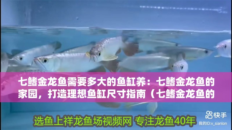 七鰭金龍魚(yú)需要多大的魚(yú)缸養(yǎng)：七鰭金龍魚(yú)的家園，打造理想魚(yú)缸尺寸指南（七鰭金龍魚(yú)的選擇）